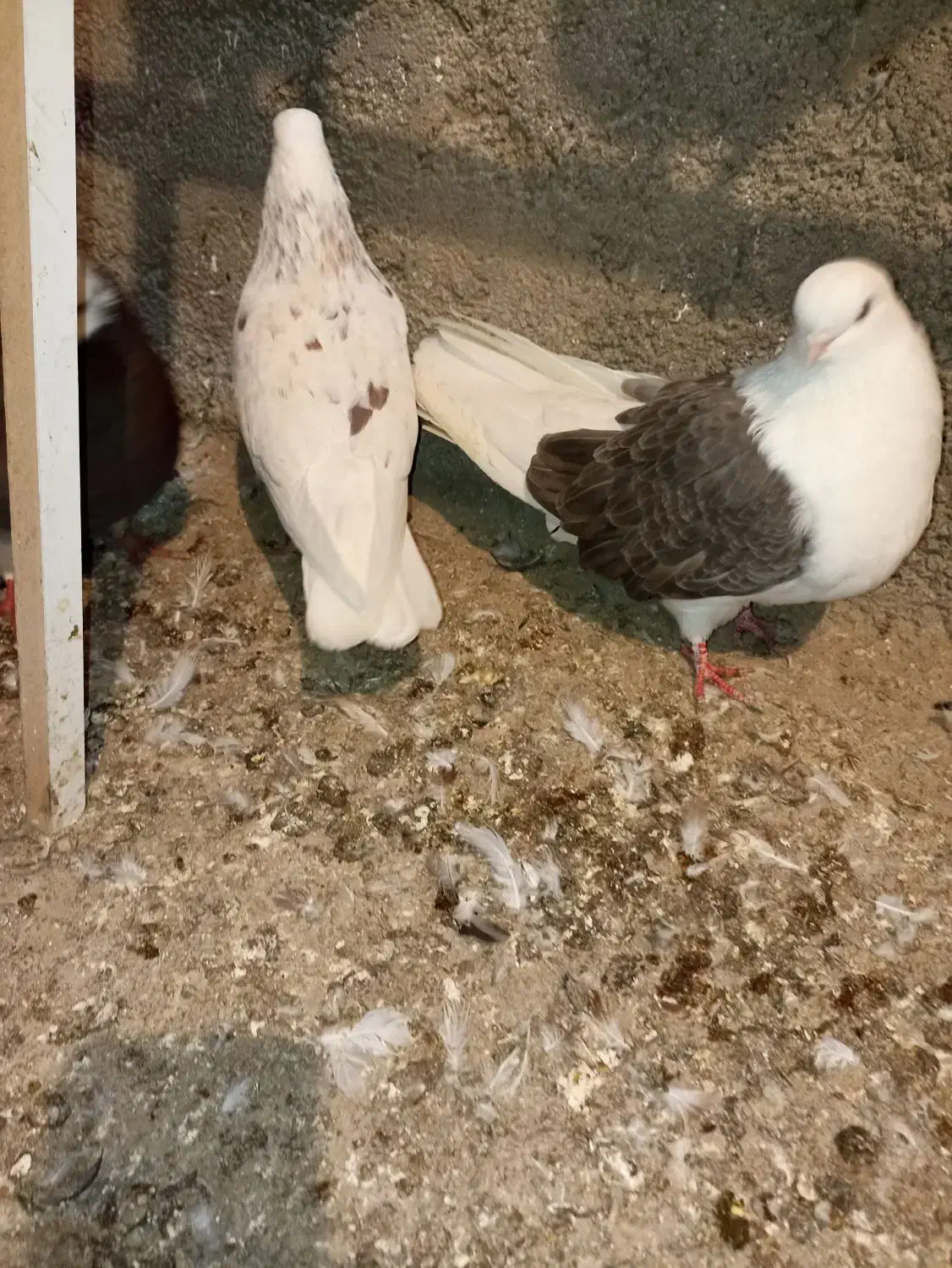 کفتر.دوبال سبز نوک کوتاه.ماده|پرنده|گرگان, |دیوار