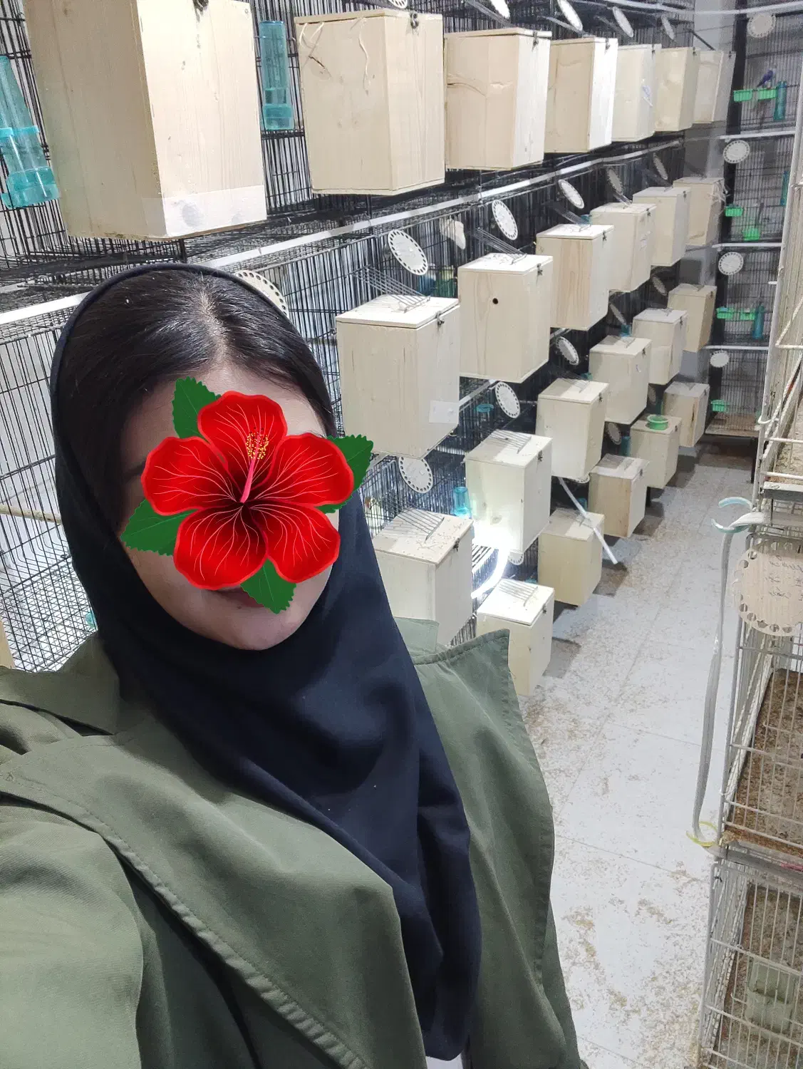 کوتوله برزیلی/قناری/پرنده/عروس هلندی/طوطی|پرنده|مشهد, فاطمیه|دیوار