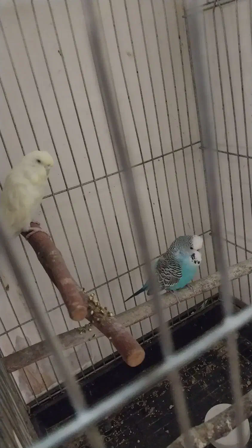 مرغ عشق انگلیسی|پرنده|فردیس, ثابتی|دیوار