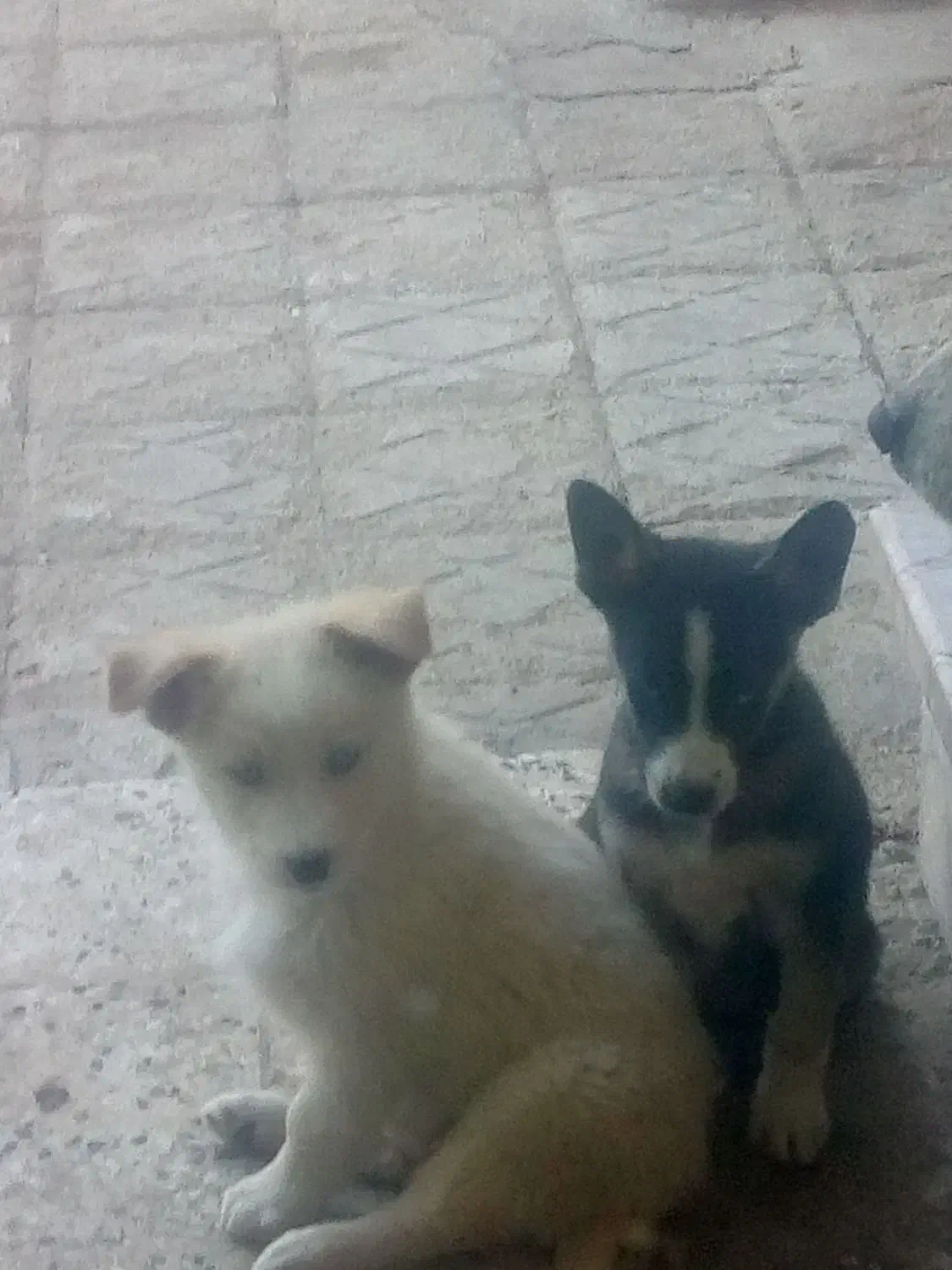 هاسکی همه نر هستن|سگ|بجنورد, |دیوار