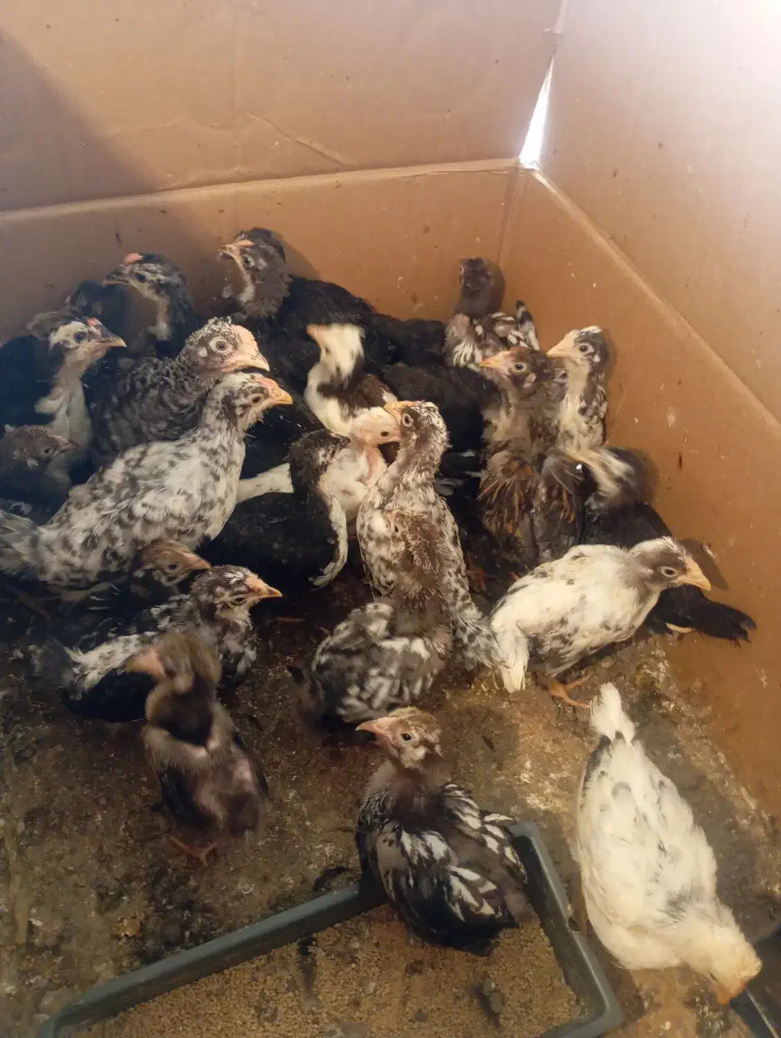 جوجه گلین پنگوئنی  ویاندوت سیلور ایام سمانی|حیوانات مزرعه|پاکدشت, پاکدشت (مامازند)|دیوار