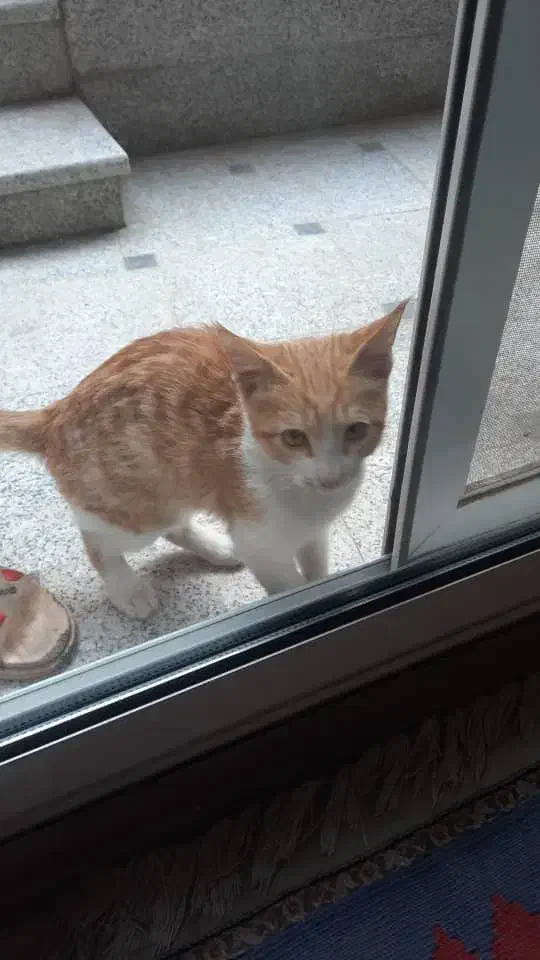 گربه نر|حیوانات|اصفهان, باغ گلها|دیوار