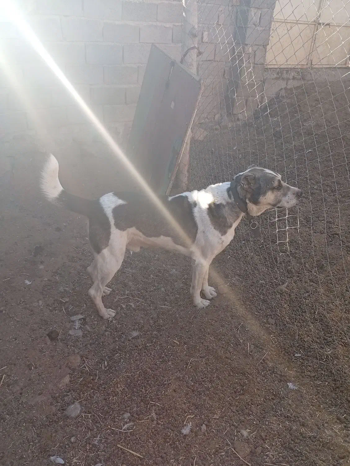 سگ‌گلگی‌دهن‌پاک|سگ|گناباد, |دیوار