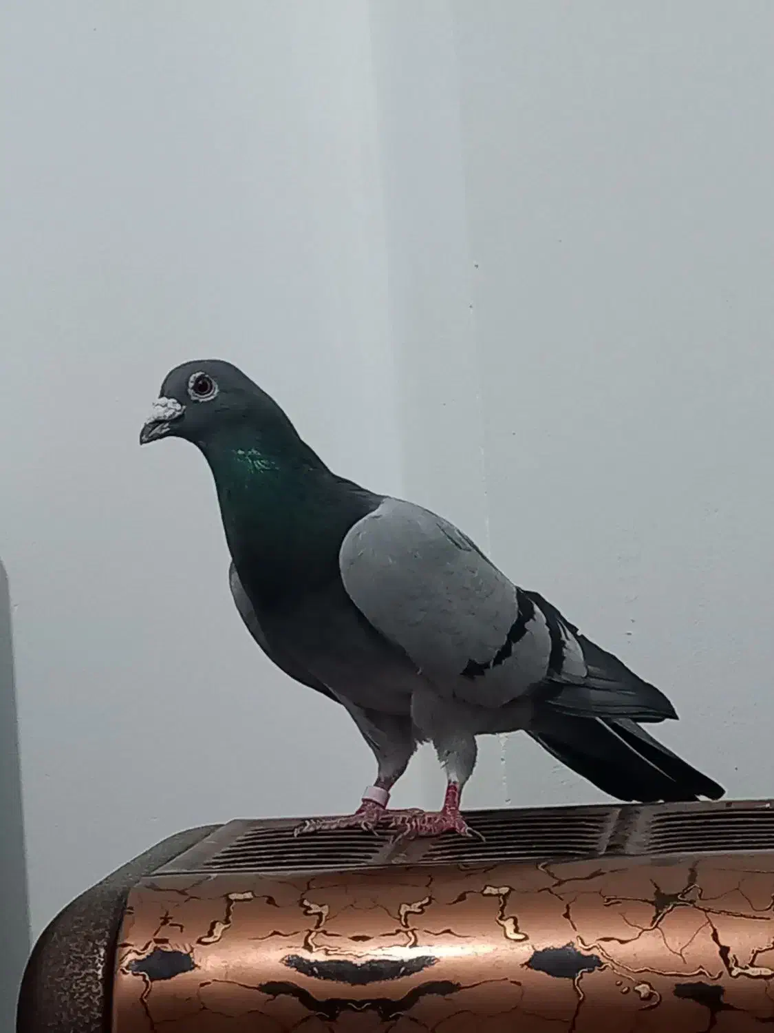 کبوتر سبز المانی|پرنده|مشهد, توس (بلوار توس)|دیوار