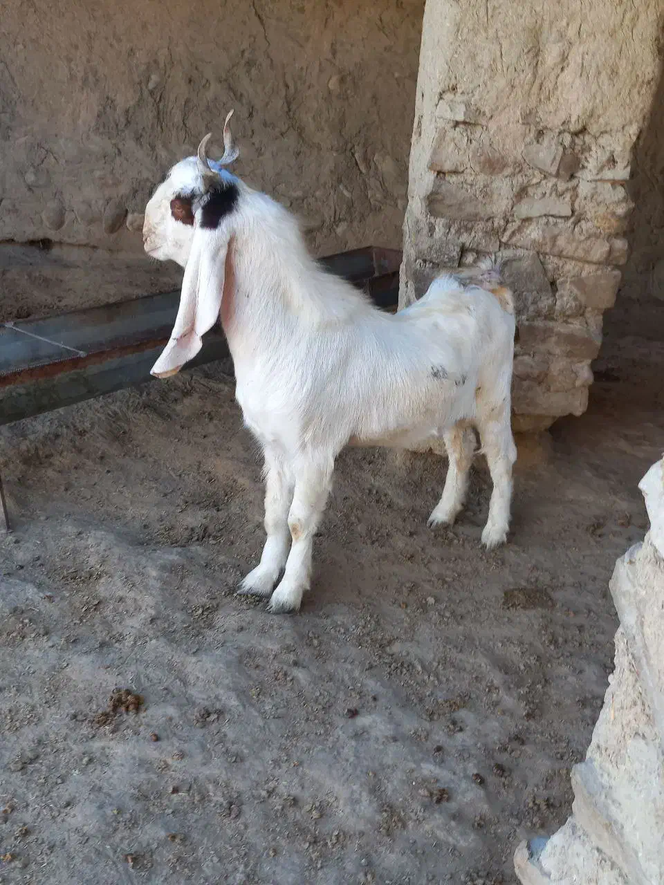 دوتا بزغاله نر جنس بالا|حیوانات مزرعه|مراوه, |دیوار