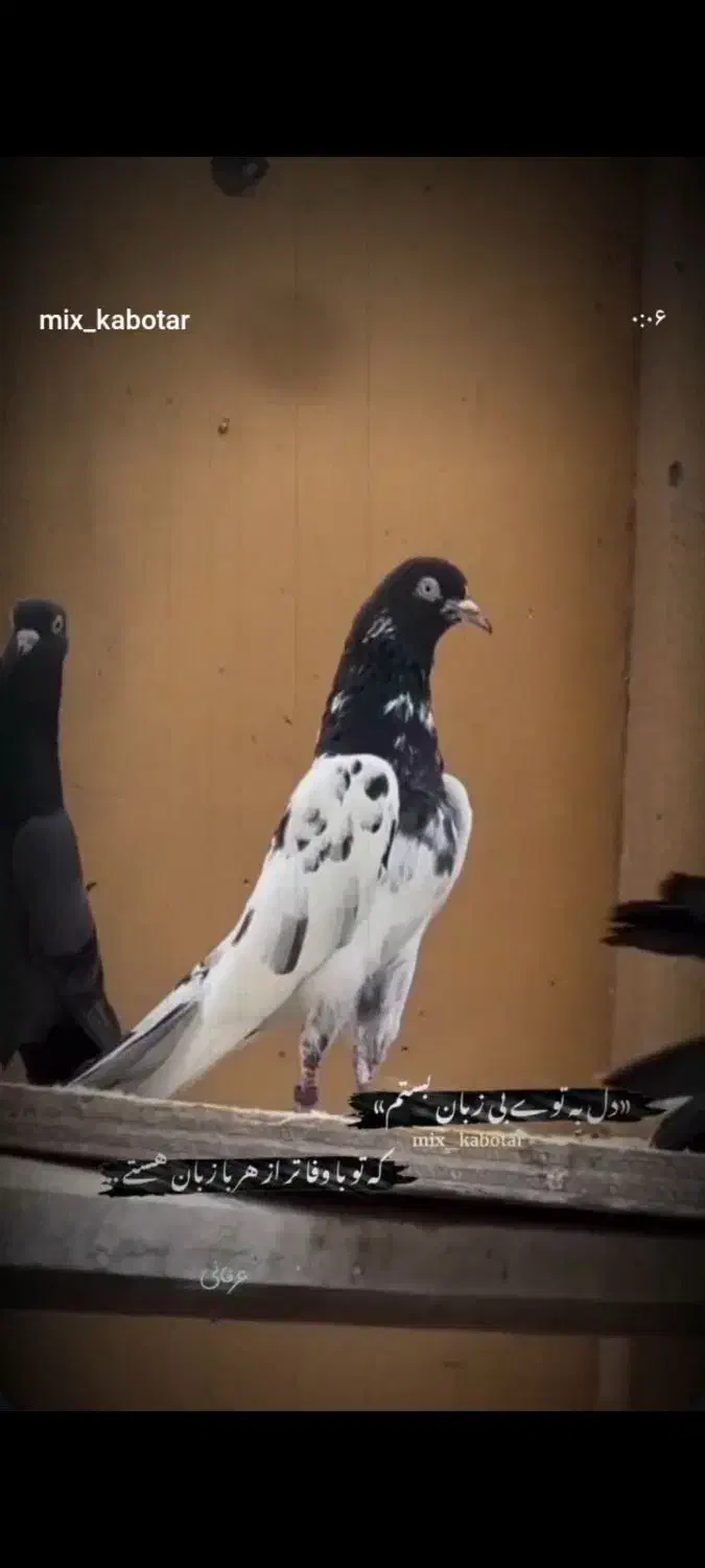 کبوتر|پرنده|میناب, |دیوار