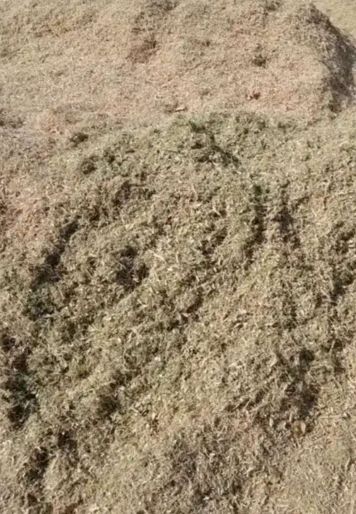 کاه لوبیا چیتی نرم برای گوسفند.گوساله.|عمده‌فروشی|سجاس رود, |دیوار