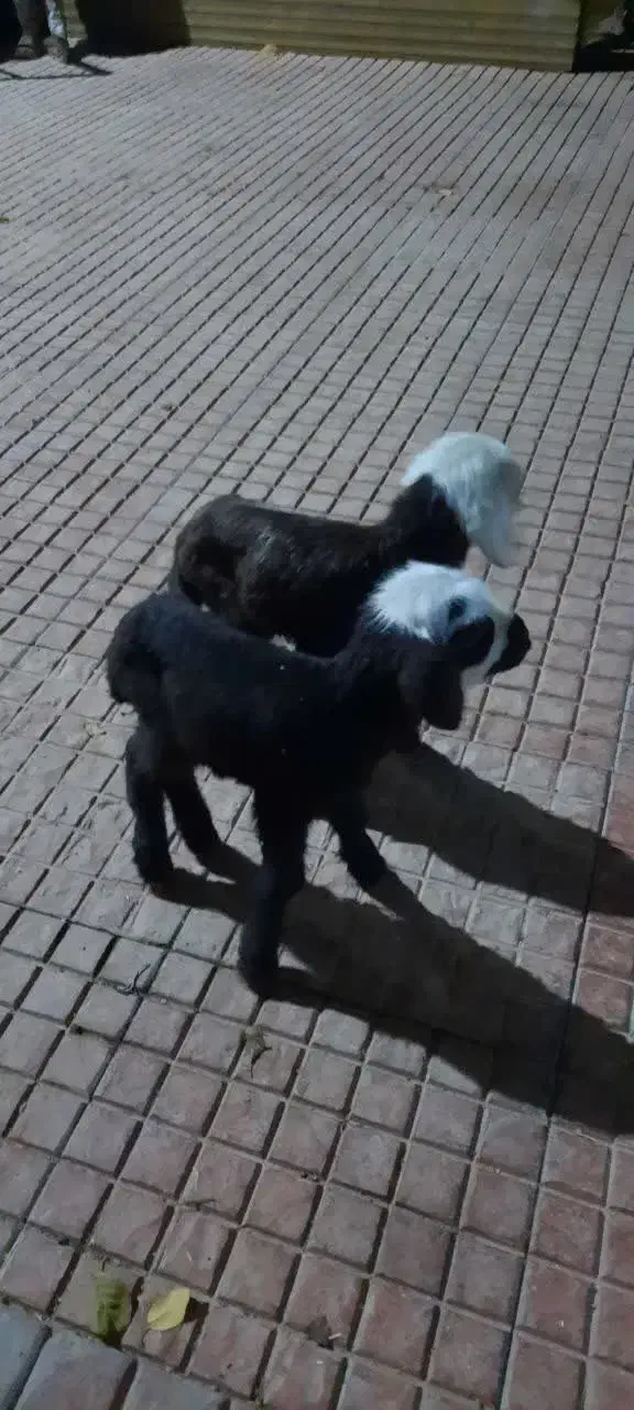 بره شیری|حیوانات مزرعه|ابریشم, |دیوار