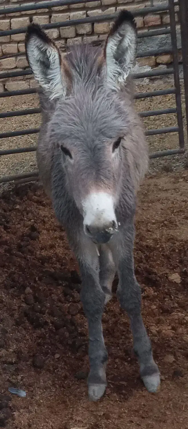 الاغ فروشی|حیوانات مزرعه|پاکدشت, پاکدشت (مامازند)|دیوار