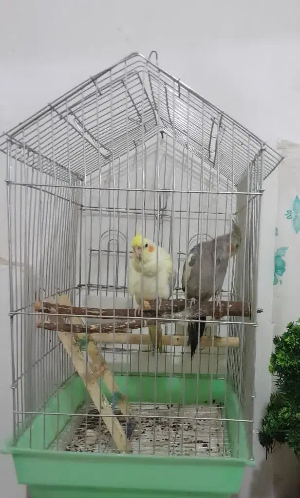 عروس  برزیلی فیشر  مرغ عشق  فنچ کینگ|پرنده|شوشتر, |دیوار