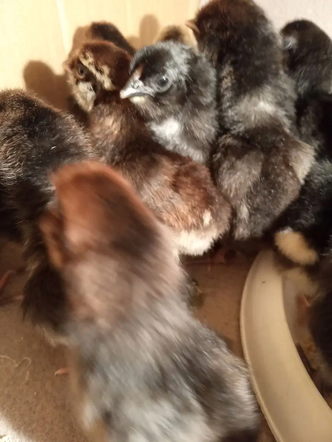 جوجه گلین|حیوانات مزرعه|کنگاور, |دیوار