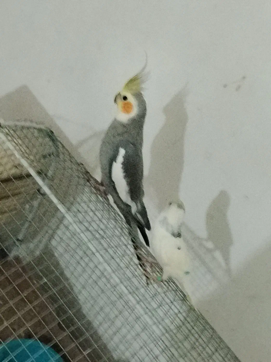 عروس هلندی نر|پرنده|خورموج, |دیوار