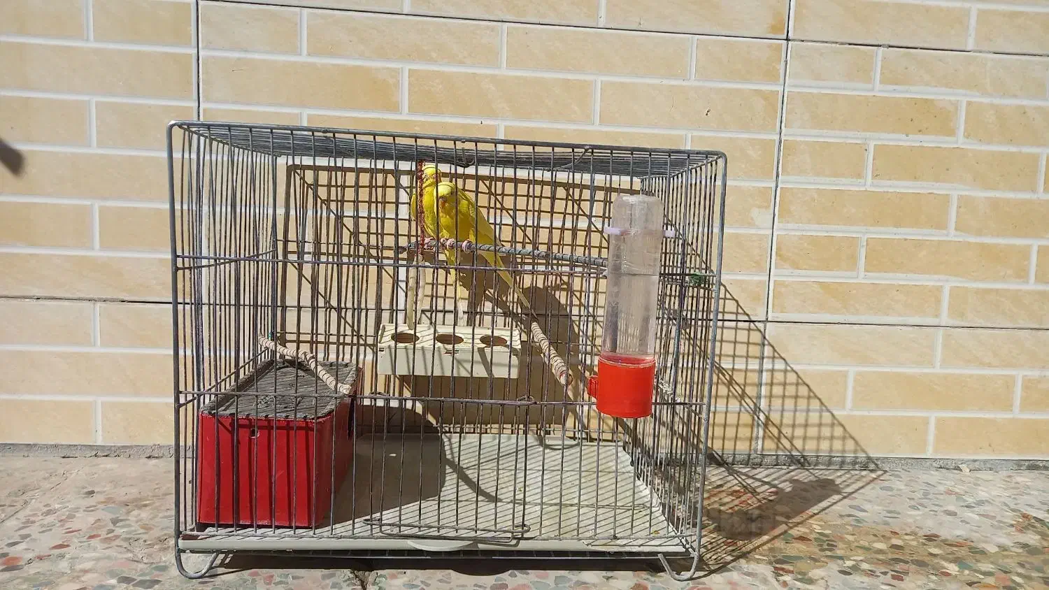 مرغ عشق مولد همراه با تخم|پرنده|بروجن, |دیوار