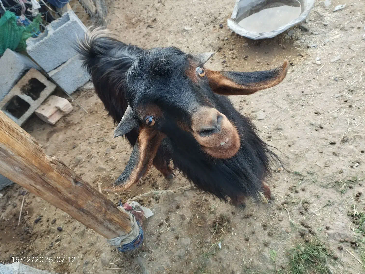 گوسفند فروشی|حیوانات مزرعه|ایرانشهر, |دیوار