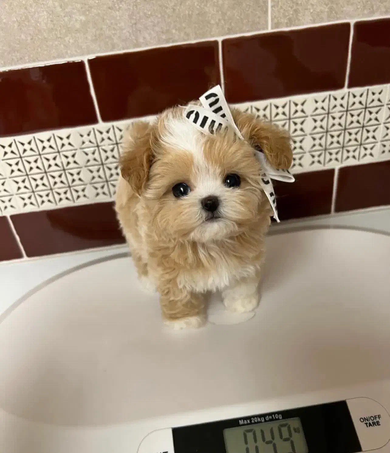 maltipooo|سگ|تهران, پونک|دیوار