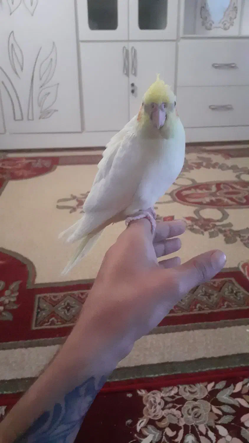 جوجه عروس هلندی|پرنده|اهواز, شهرک دانشگاه|دیوار