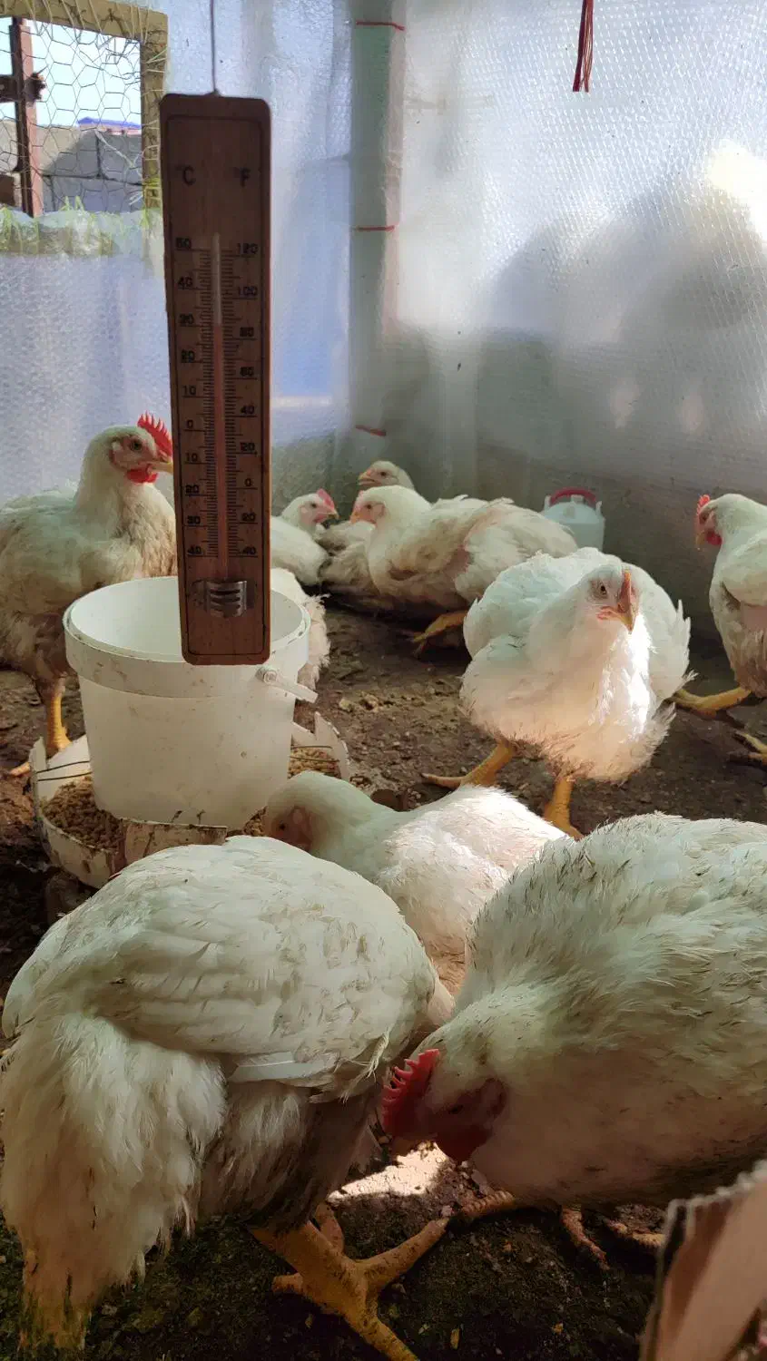 مرغ زنده ارگانیک|حیوانات مزرعه|سیمین شهر, |دیوار