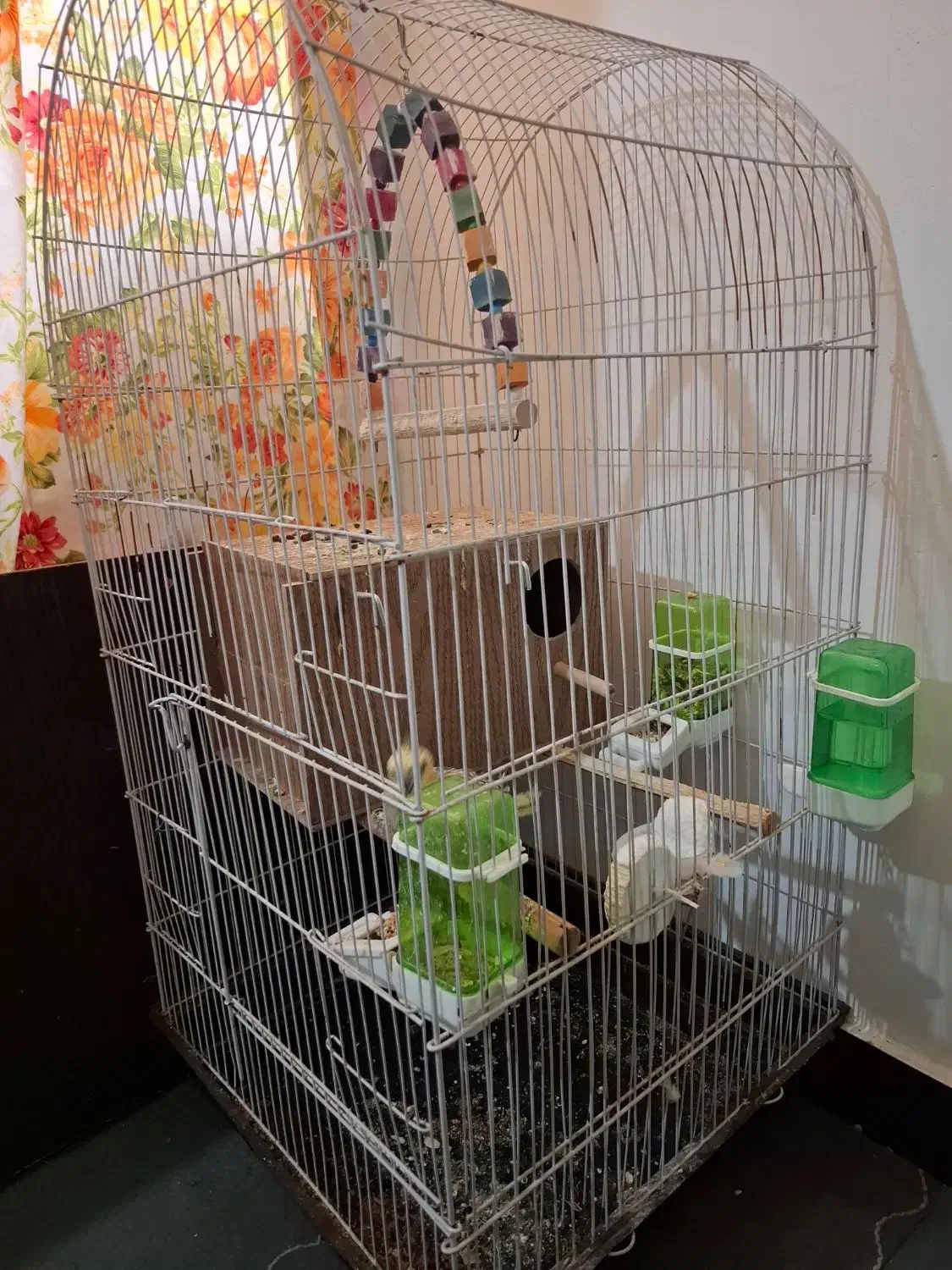 عروس هلندی .قیمت مقطوع۱۲۰۰|پرنده|اندیمشک, |دیوار