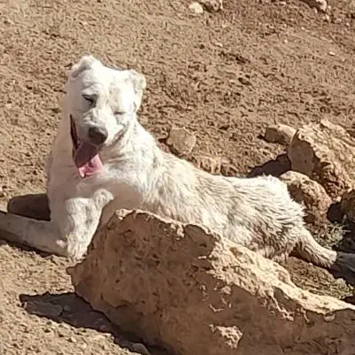 ماده سرابی|سگ|آبگرم, |دیوار