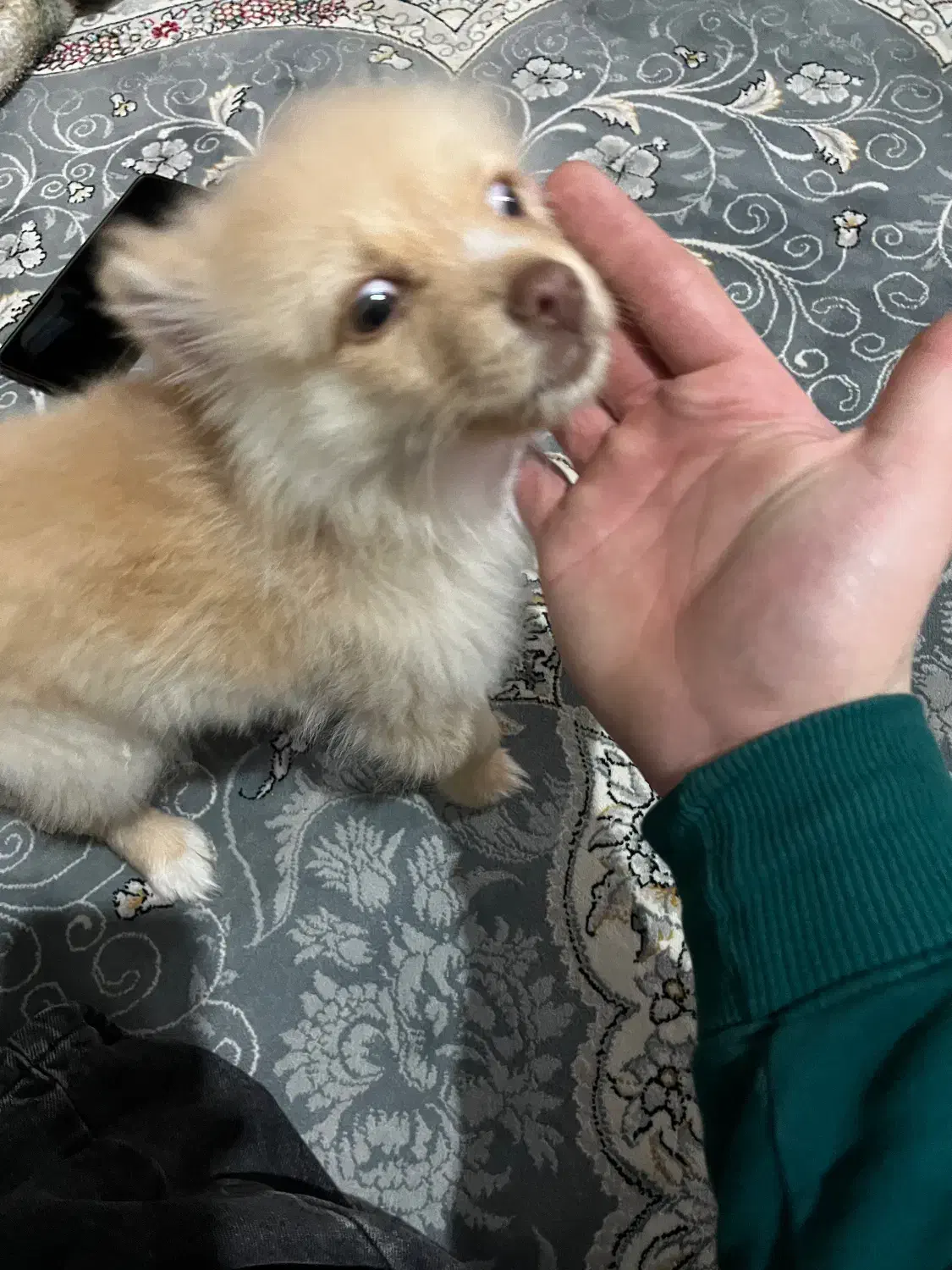 سگ پامر|سگ|قدس, شهرقدس|دیوار