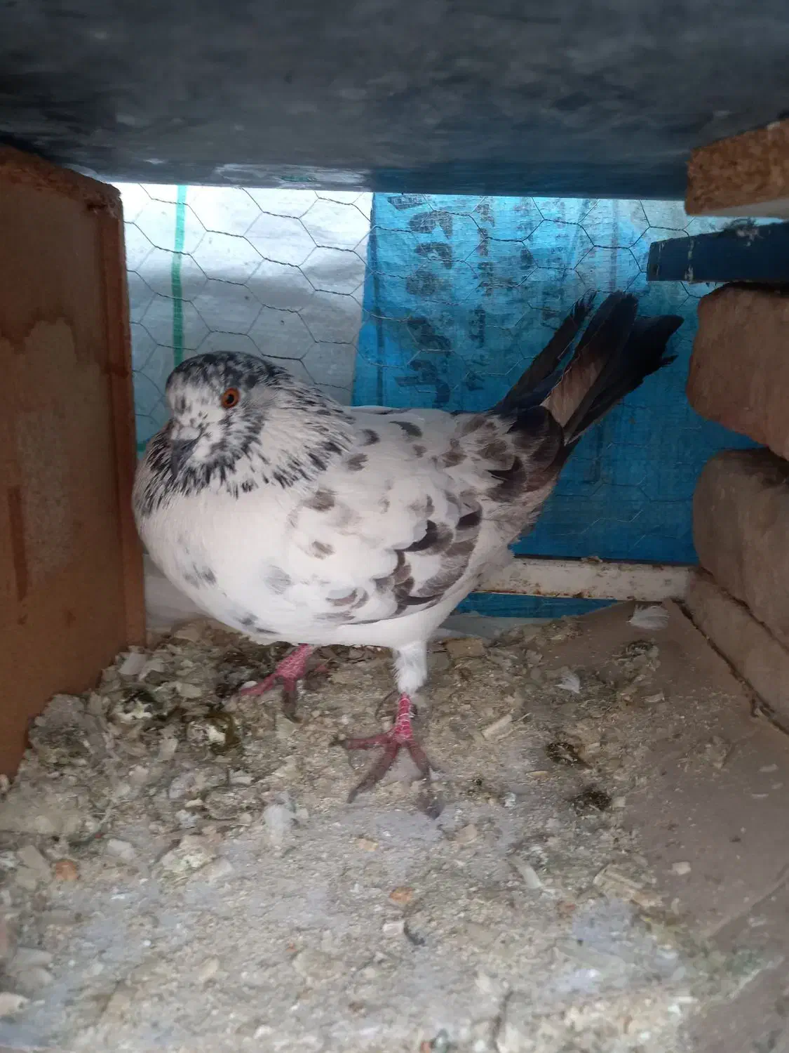 کبوتر|پرنده|بندر ترکمن, |دیوار