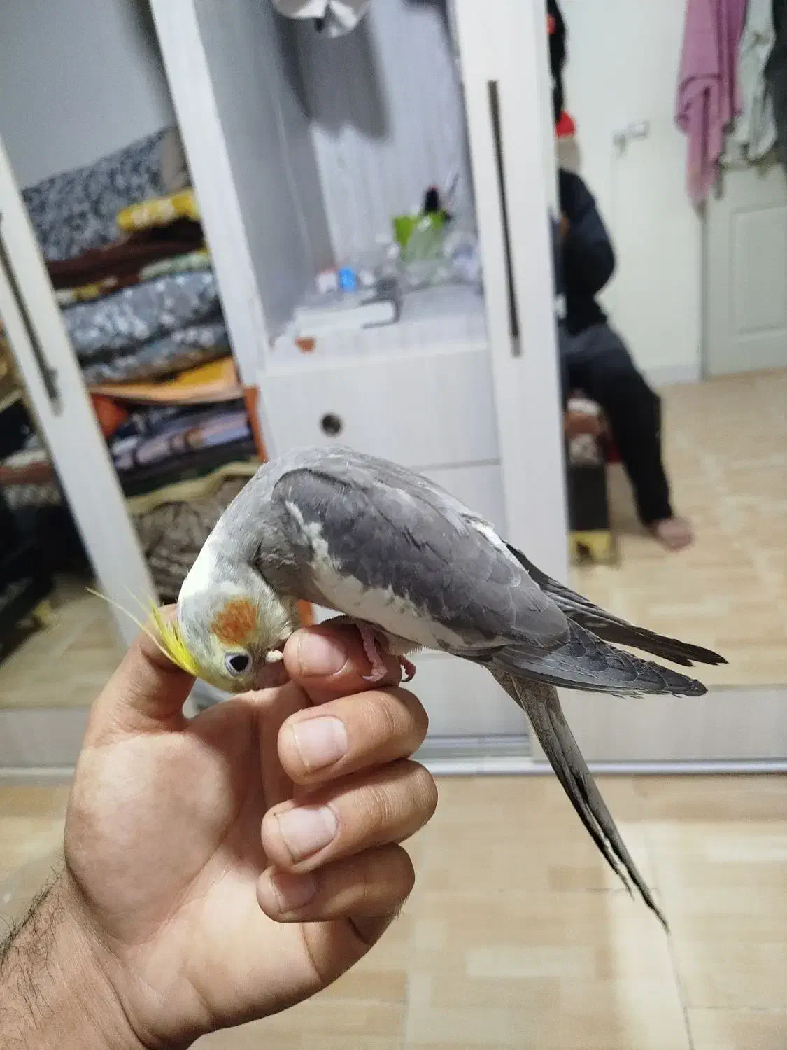 عروس هلندی .برزیلی|پرنده|کرمانشاه, |دیوار