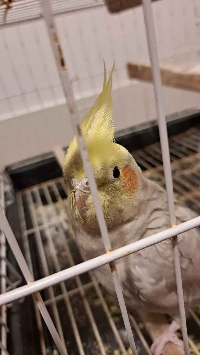 طوطی عروس هلندی|پرنده|مرند, |دیوار