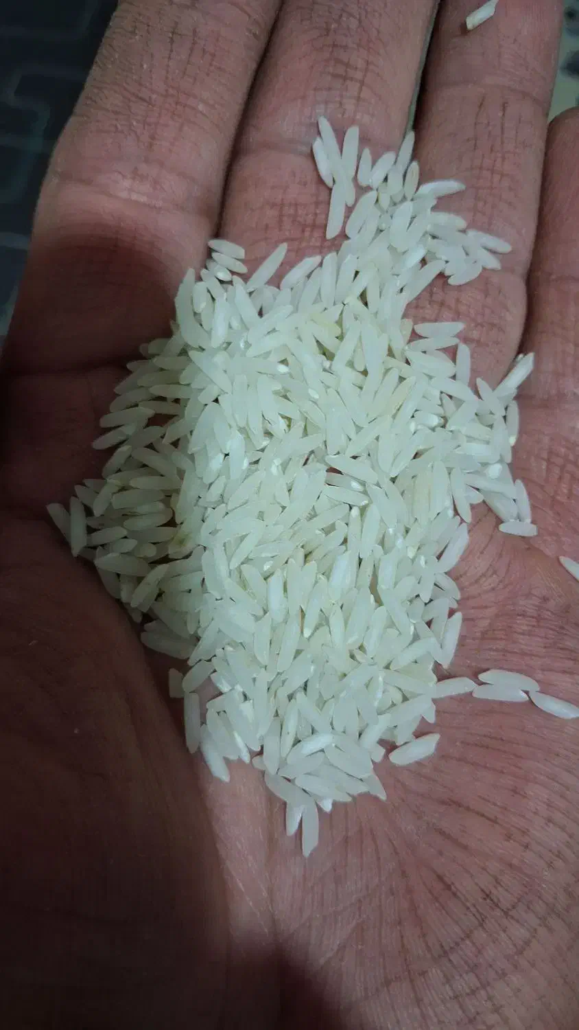 برنج دونوج هاشمی|عمدهفروشی|ساری, |دیوار