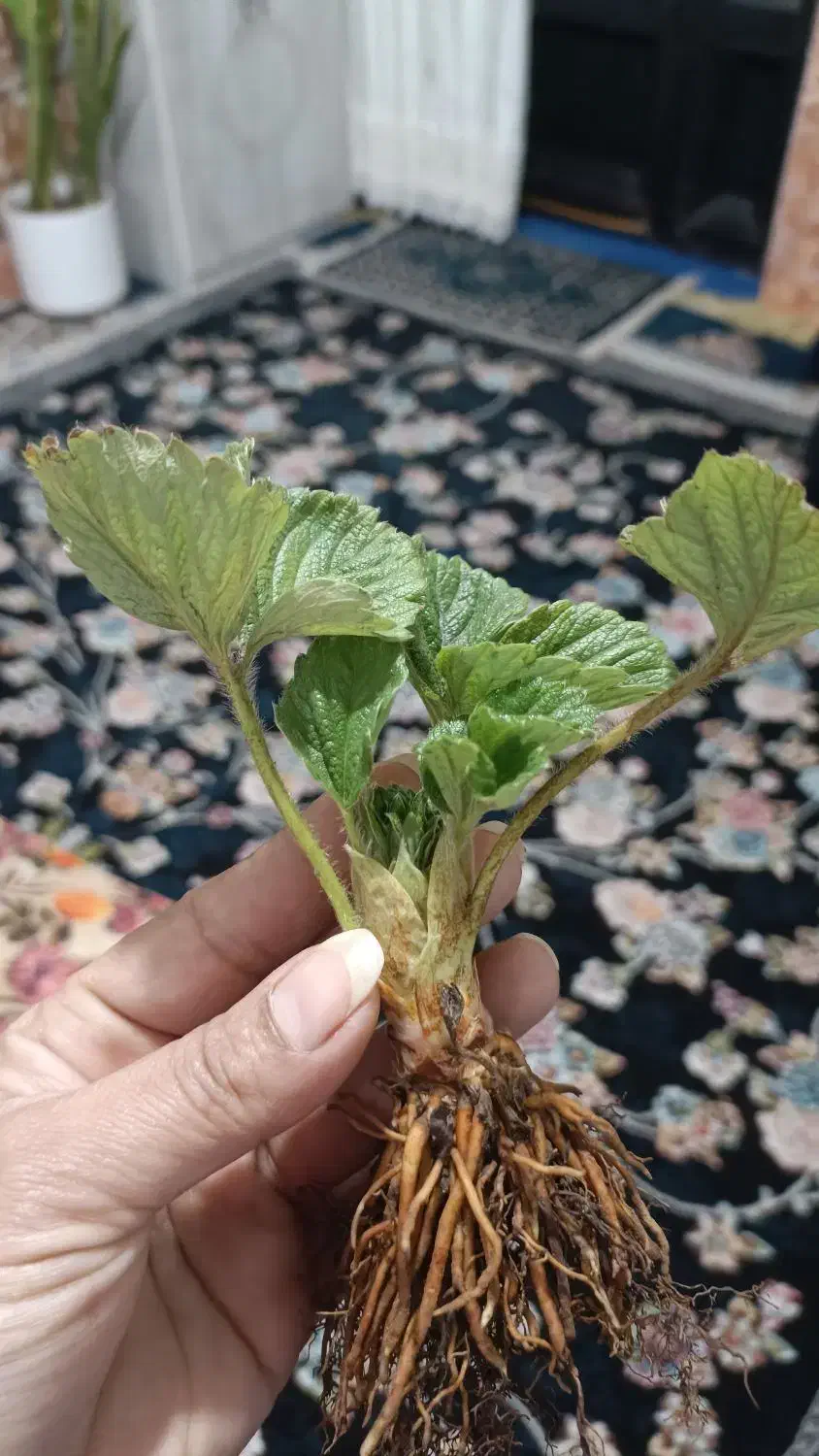 نهال کامارس پربار|عمدهفروشی|خان ببین, |دیوار