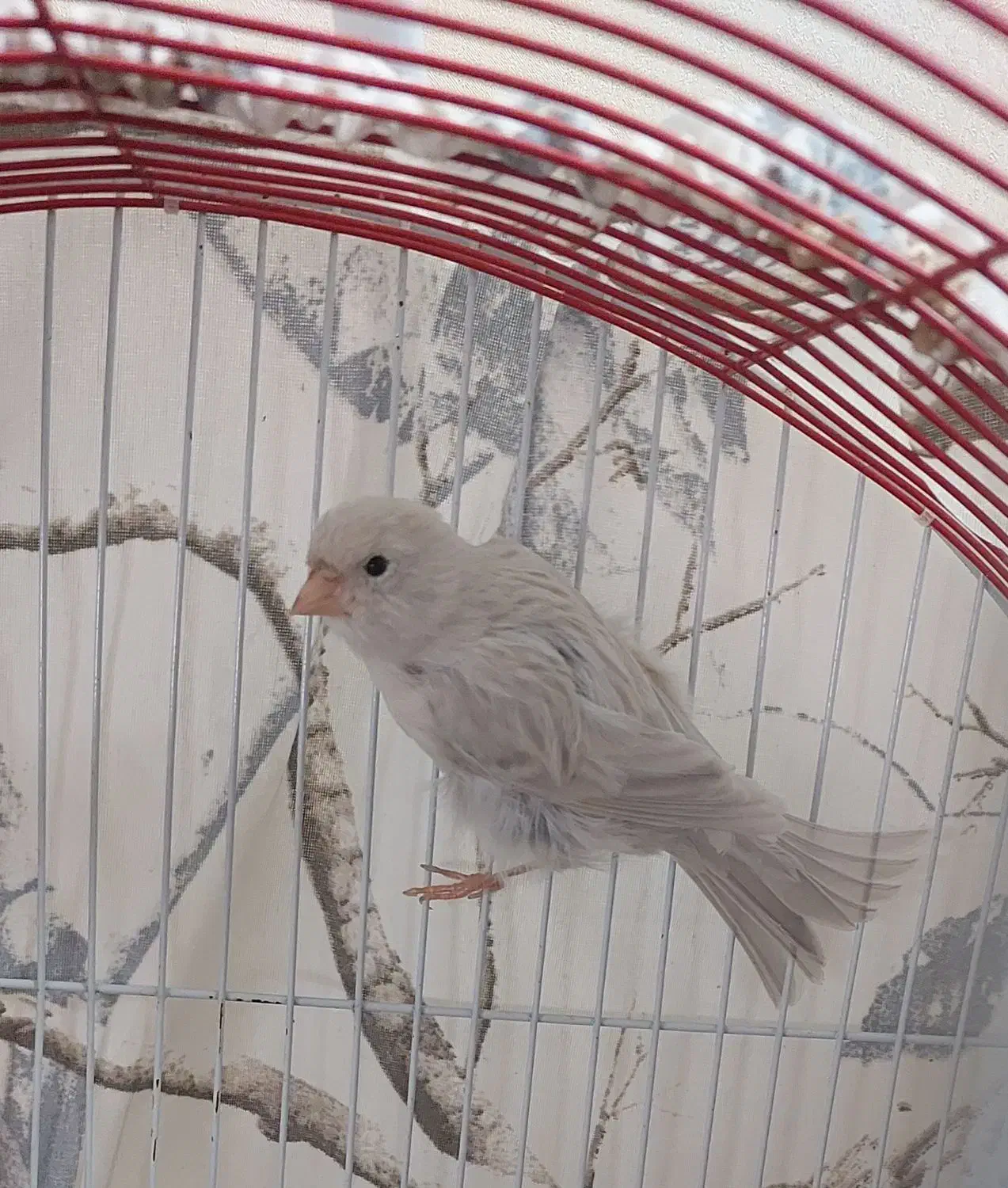 قناری ماده نقره ای|پرنده|مشهد, کوثر|دیوار