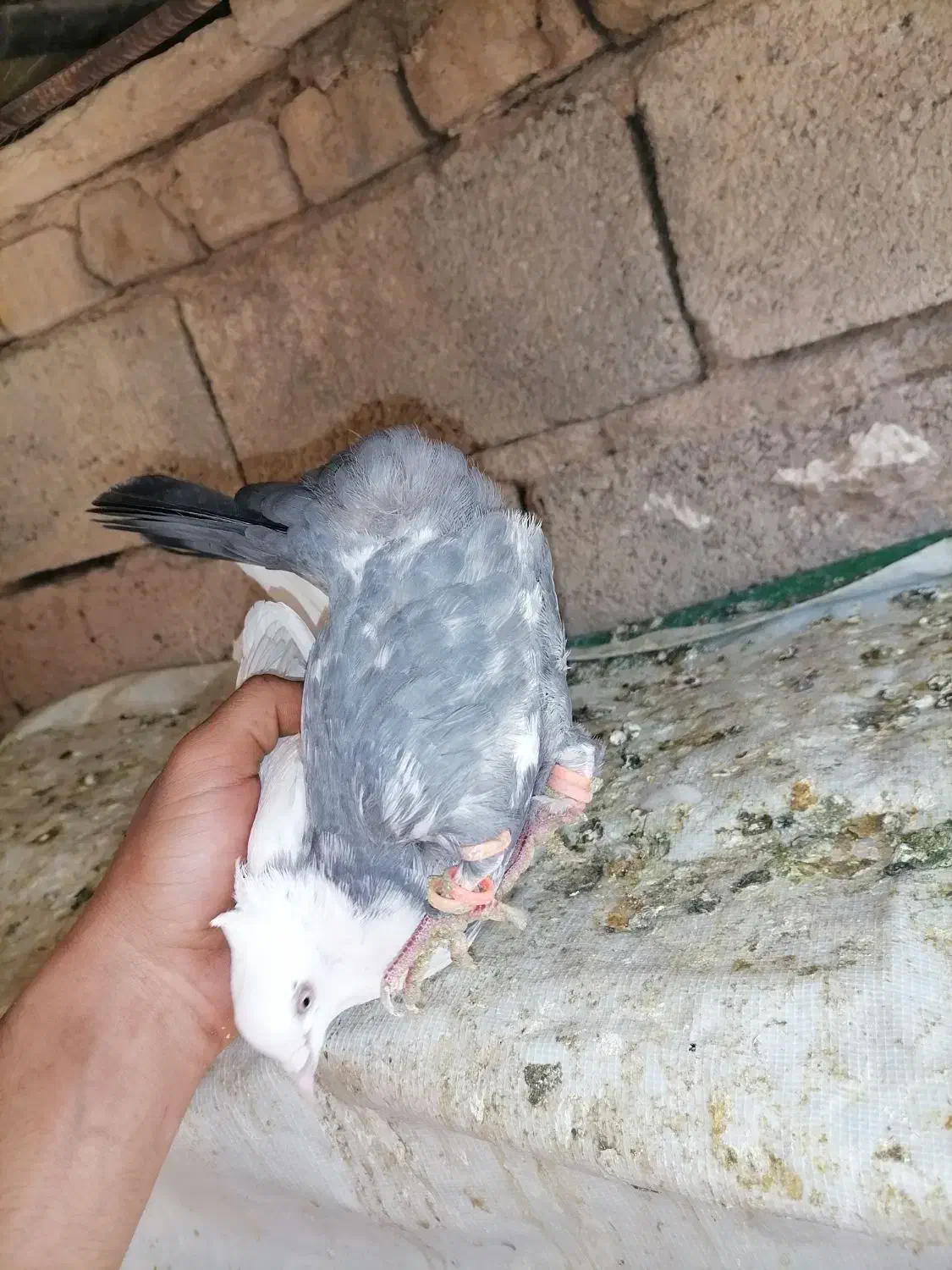 دمب سبز|پرنده|شیراز, میرزاکوچک خان|دیوار