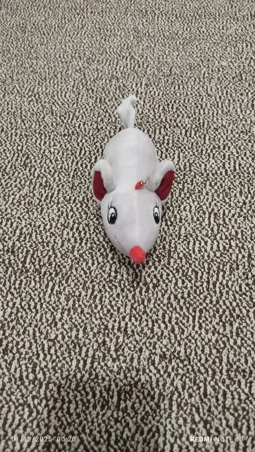 عروسک|اسباببازی|قم, شاه سید علی|دیوار