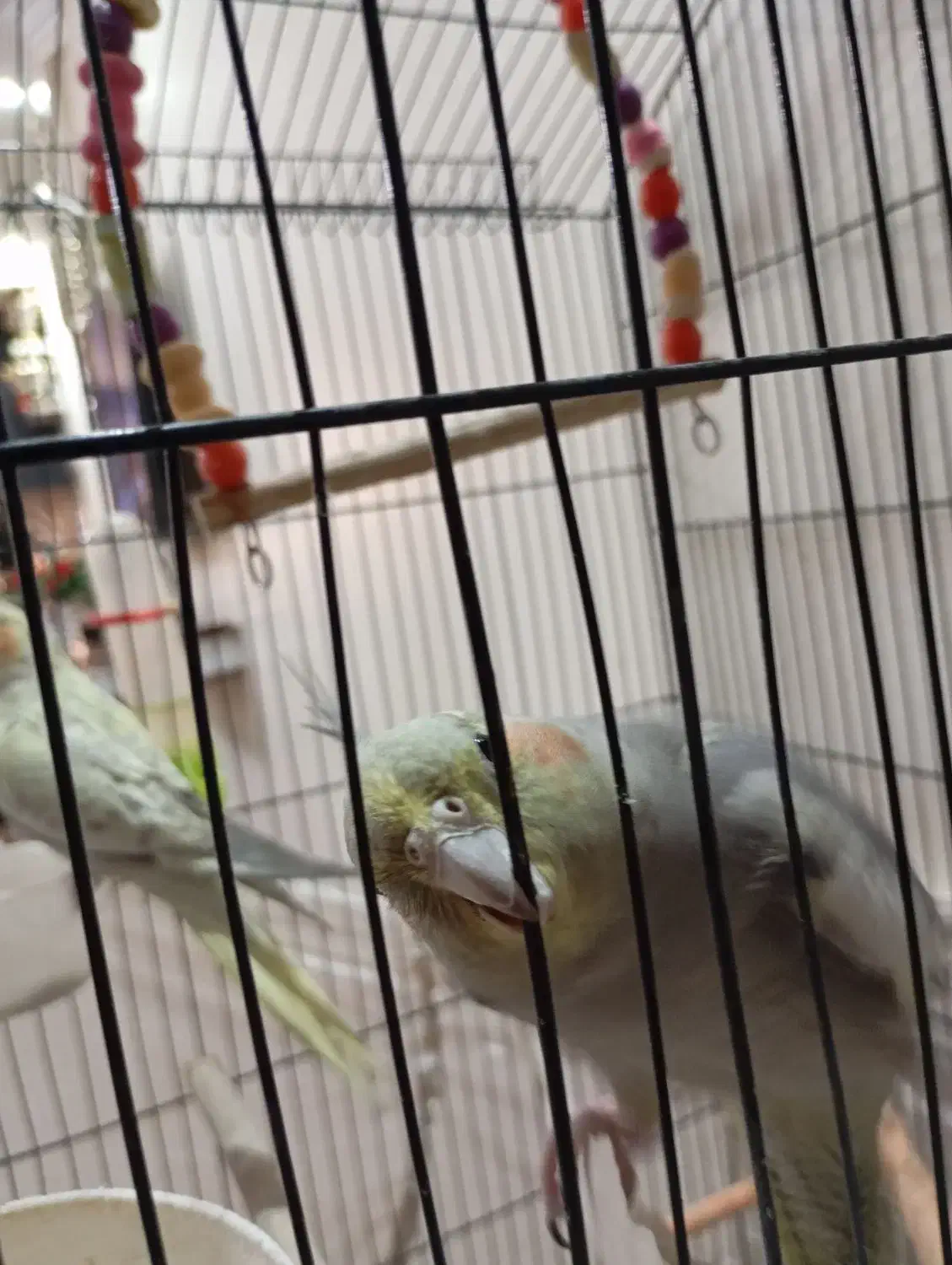 معاوضه ماده عروس هلندی با نر|پرنده|تهران, مشیریه|دیوار