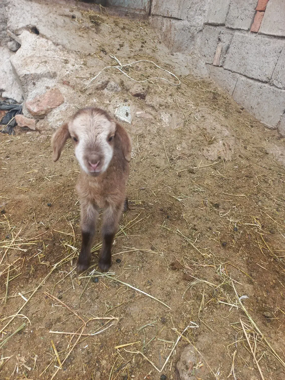 بره شیری|حیوانات مزرعه|مشگین شهر, |دیوار