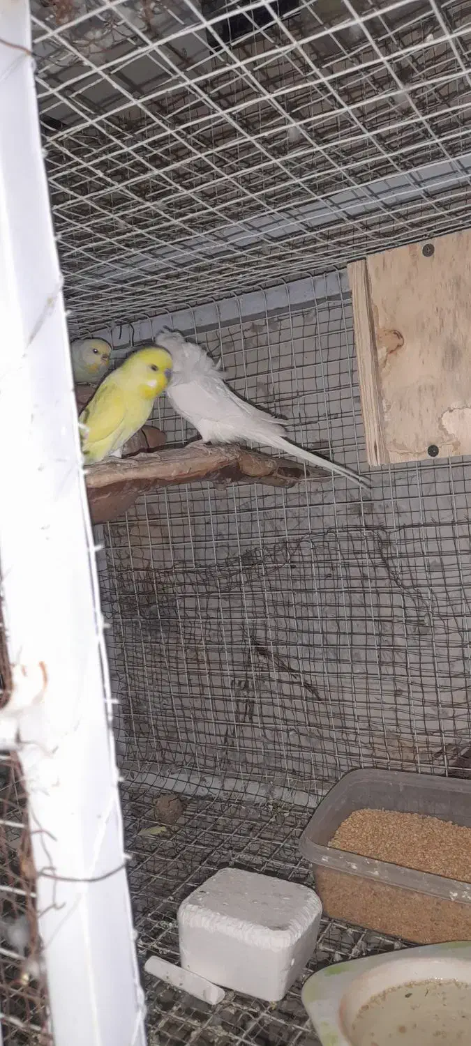 مرغ عشق مولد|پرنده|پاکدشت, پاکدشت (مامازند)|دیوار