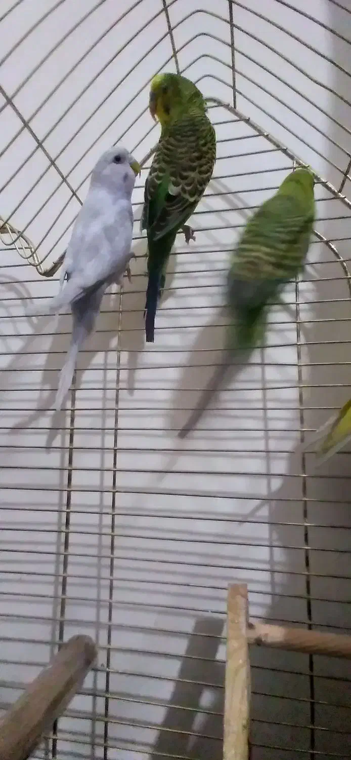 مرغ عشق|پرنده|محمدشهر, زیبادشت|دیوار