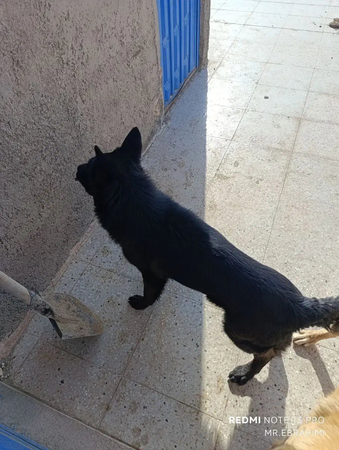 سگ ژرمن بلک|سگ|یزد, |دیوار