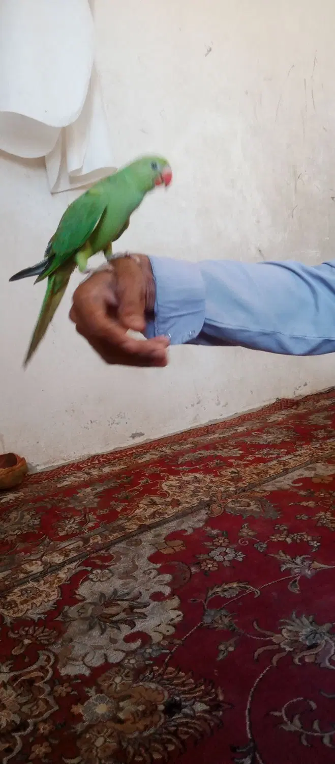 طوطی|پرنده|چابهار, |دیوار