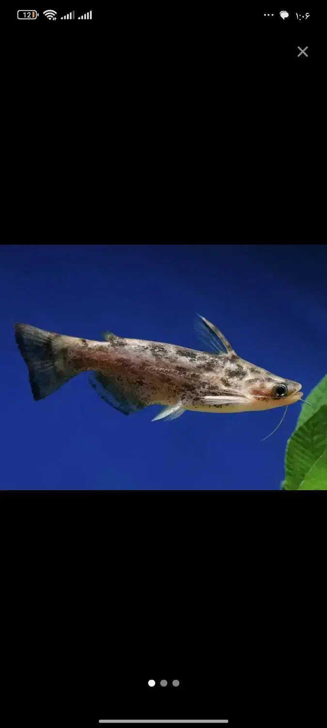 ۷ عدد ماهی معاوضه با ماهی بزرگ|ماهی|تبریز, |دیوار