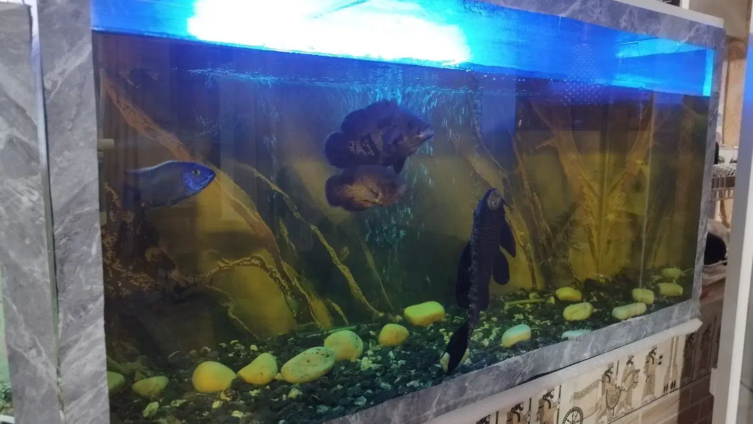 دوعدد آکواریوم معاوضه با طوطی ملنگو|ماهی|کرمان, |دیوار