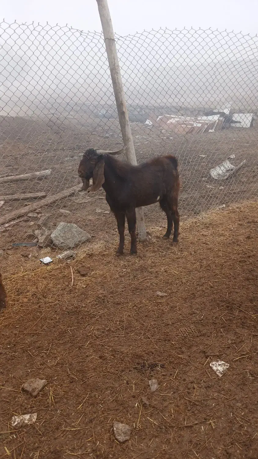 بز وگوسفند|حیوانات مزرعه|کارون, |دیوار