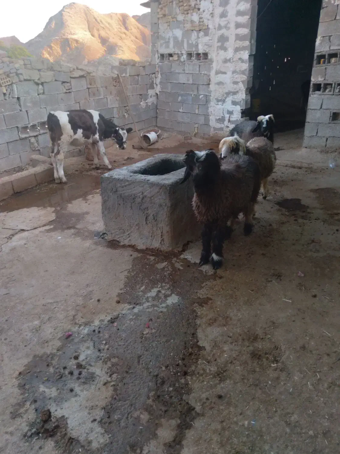 ۱۰۰۰۰|حیوانات مزرعه|مسجد سلیمان, |دیوار