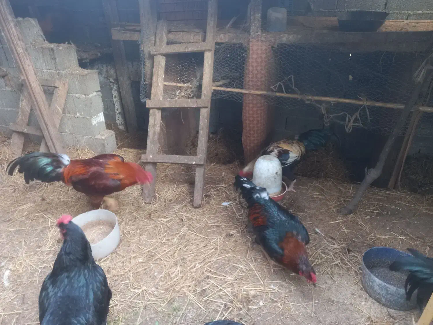 فروش خروس چاق وچله|حیوانات مزرعه|قائم‌شهر, |دیوار