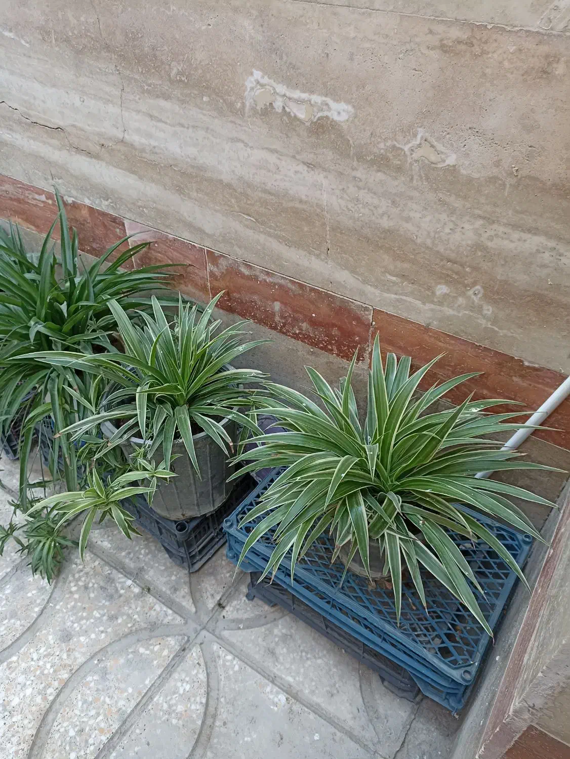 گل طبیعی باگلدان|گل و گیاه طبیعی|کرج, شهرک دریا|دیوار