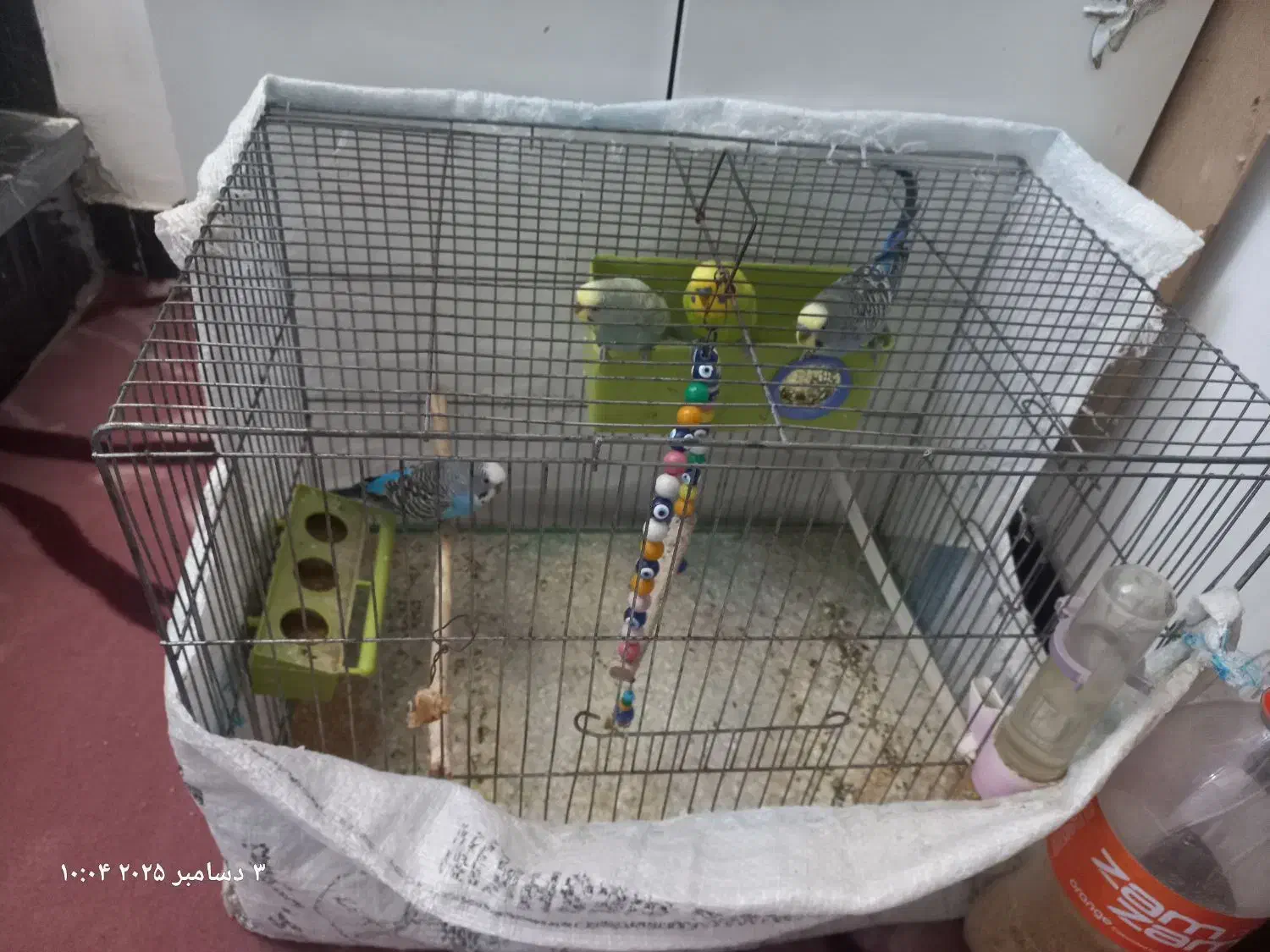 مرغ عشق|پرنده|مشگین شهر, |دیوار