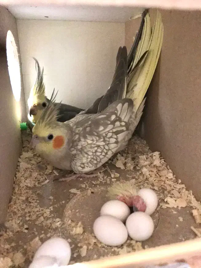 جفت مولد عروس هلندی با ۵جوجه|پرنده|تهران, ستارخان|دیوار