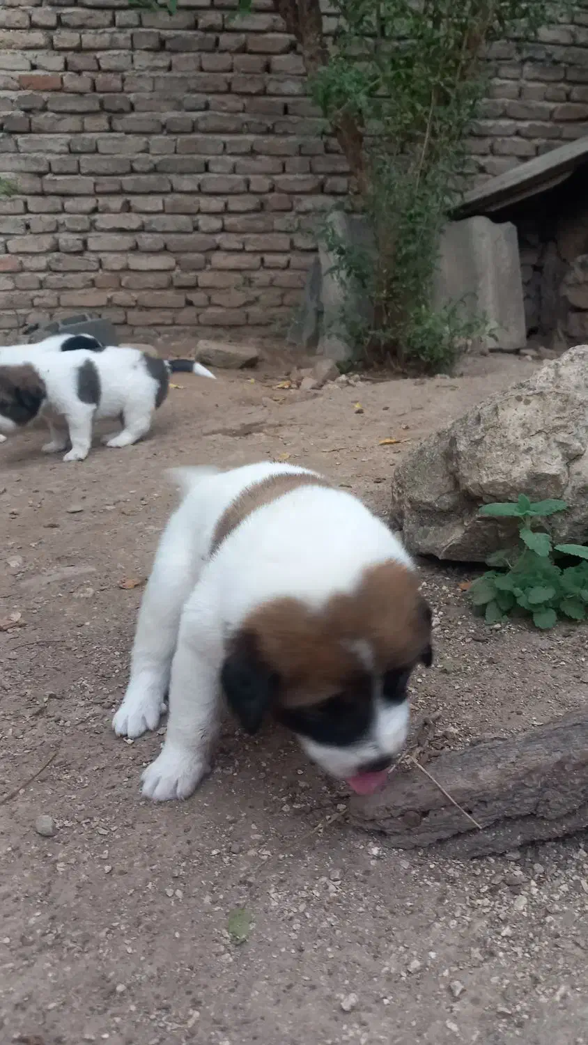 فروش توله نگهبان|سگ|بهشهر, |دیوار
