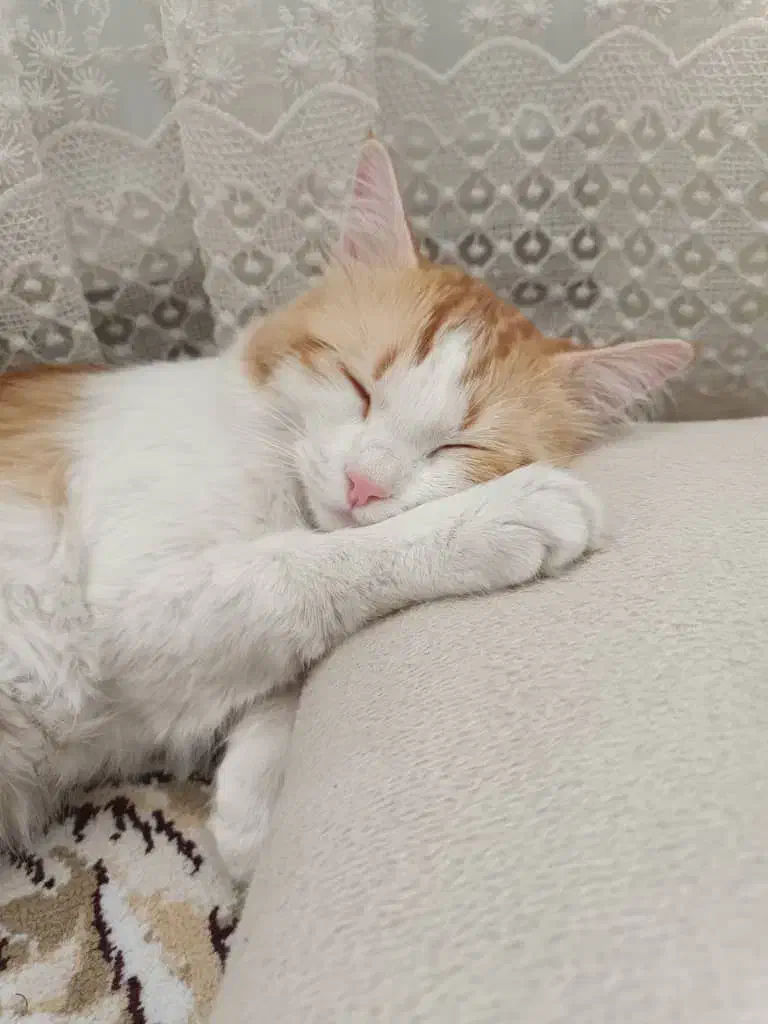 واگذاری گربه|گربه|کرج, کوی امامیه|دیوار