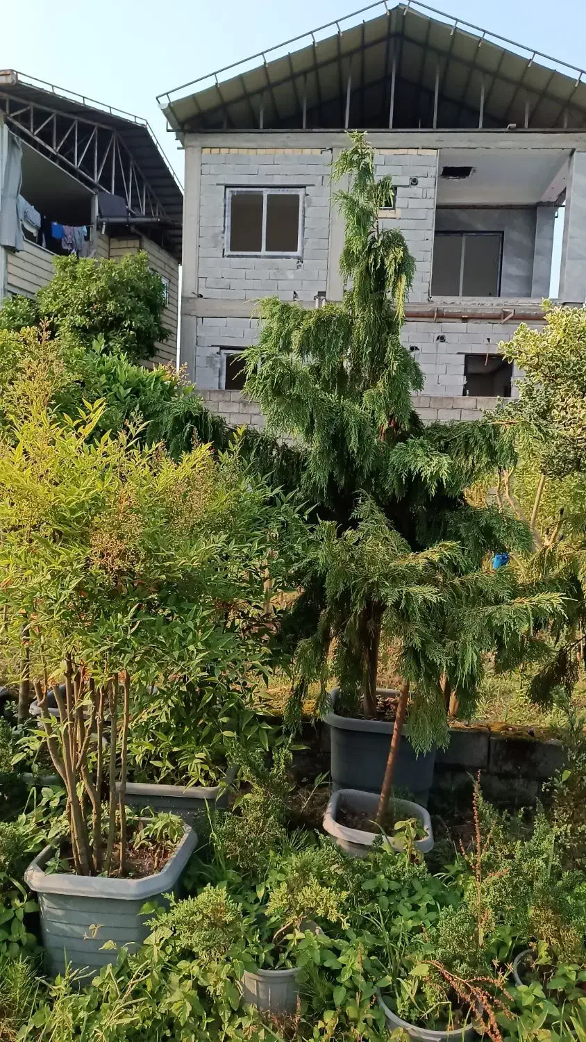 گل و گیاه بیرونی|گل و گیاه طبیعی|خرم‌آباد (تنکابن), |دیوار