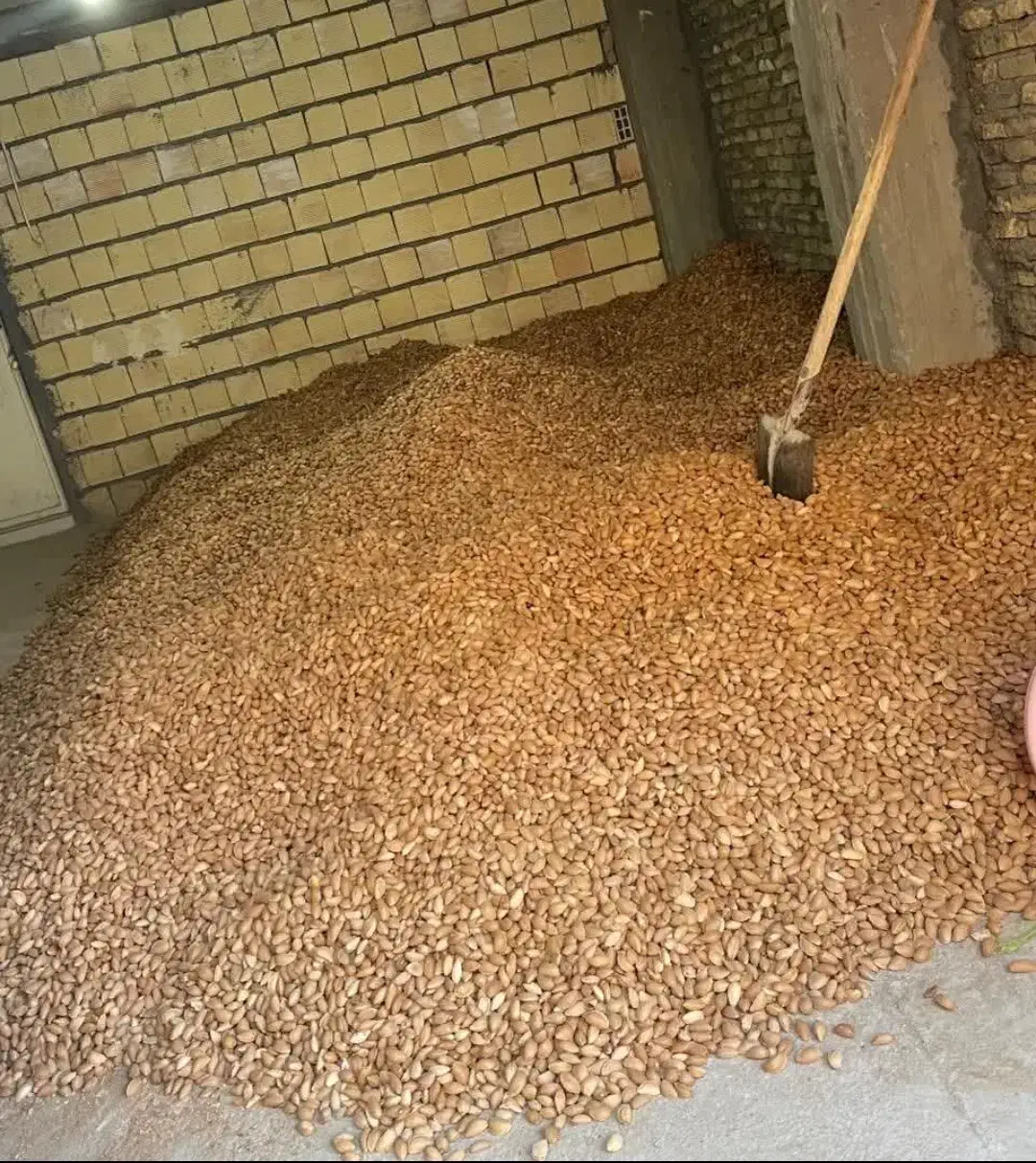 خریدارانواع بادام مامای ،ربیعی،شاهرودی|خدمات باغبانی و درختکاری|زاینده رود, |دیوار